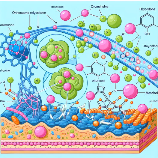 Mécanismes d'action de l'oxymétholone au niveau cellulaire dans le tissu musculaire